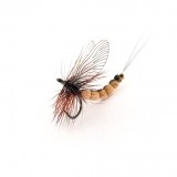 Mayfly Adult