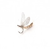 Mayfly Adult