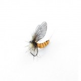 Mayfly Adult