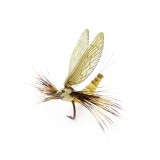 Mayfly Adult