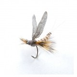 Mayfly Adulto