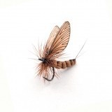 Mayfly Adulto