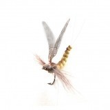 Mayfly Adulto