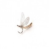 Mayfly Adulto