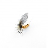 Mayfly Adulto