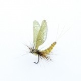 Mayfly Adulto