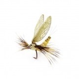 Mayfly Adulto