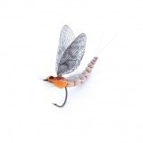 Mayfly Adulto