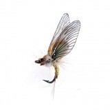 Mayfly Emergente