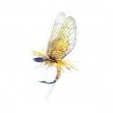 Mayfly Emergente