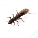 Stonefly Adult